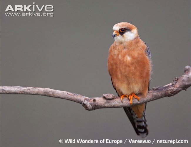 Red-footed falcon Redfooted falcon photos Falco vespertinus ARKive