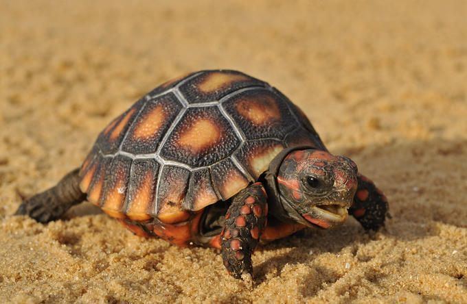 Red-footed tortoise 1000 ideas about Red Footed Tortoise on Pinterest Tortoise Pet