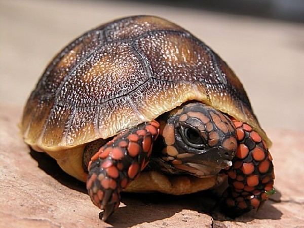 Red-footed tortoise How to care for a redfooted tortoise How to Care for a Tortoise