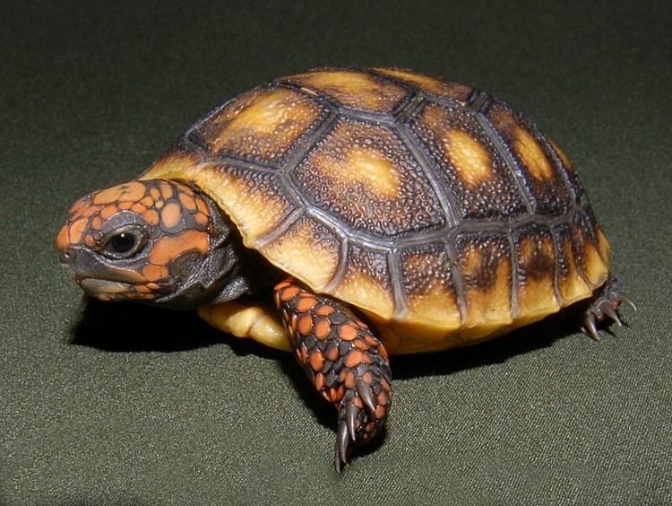 Red-footed tortoise Red Footed Tortoise for sale from The Turtle Source