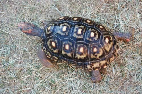 Red-footed tortoise RedFooted Tortoise Care Sheet