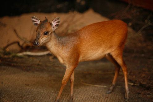 Red forest duiker Red Duiker Arrival Chester Zoo UK