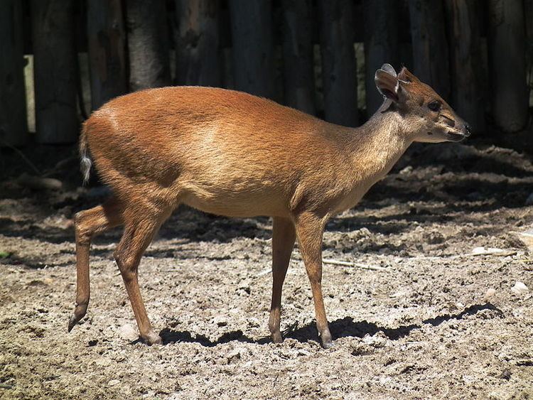 Red forest duiker Duiker Red Forest Duiker Information for Kids
