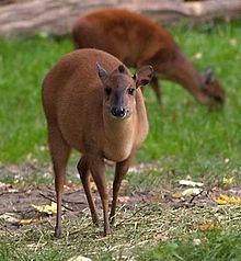 Red forest duiker Red forest duiker Wikipedia