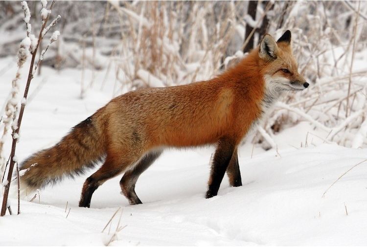 Red fox Red Fox Fox Facts For Kids
