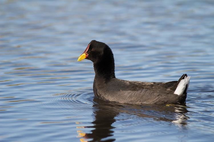 Red-fronted coot wwwhbwcomsitesdefaultfilesstylesibc1kpubl