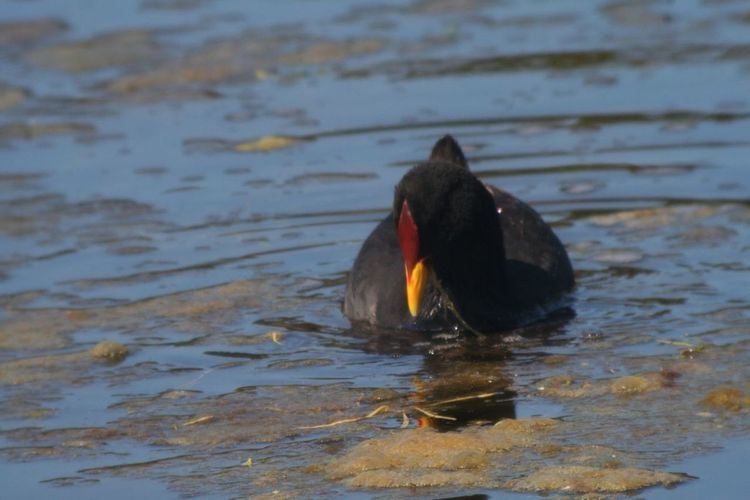 Red-fronted coot Redfronted coot Wikipedia