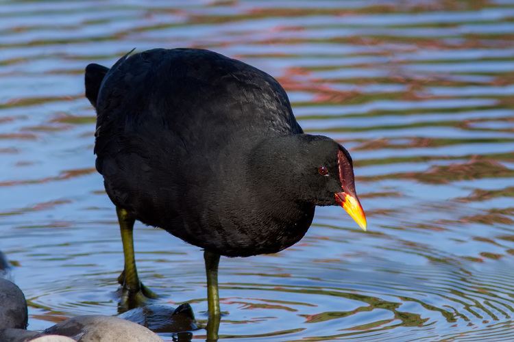 Red-fronted coot Fur and Feathers 5000 Common Birds of Buenos Aires