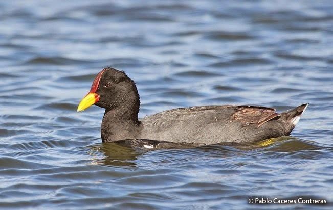 Red-fronted coot Redfronted Coot