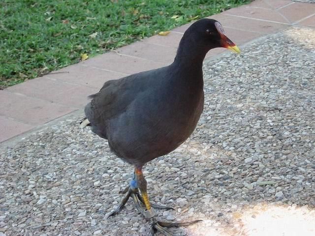 Red-fronted coot Nature