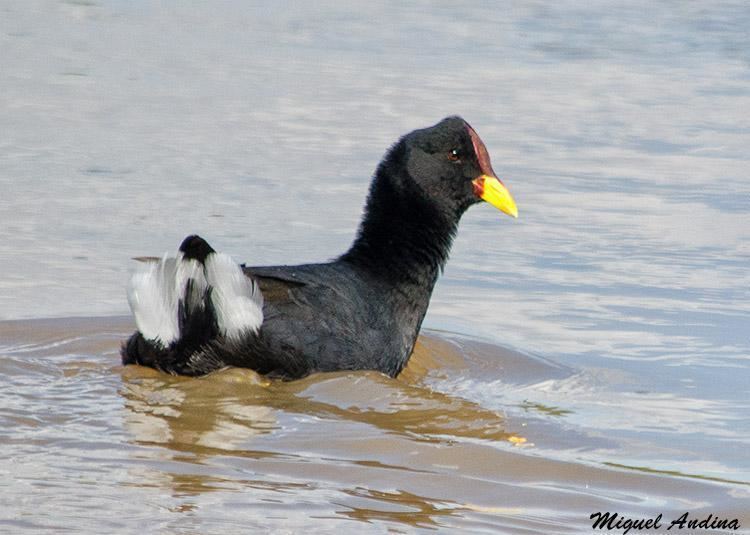 Red-fronted coot Redfronted Coot Fulica rufifrons videos photos and sound