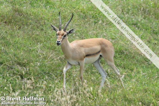 Red-fronted gazelle Redfronted gazelle Eudorcas rufifrons Quick facts