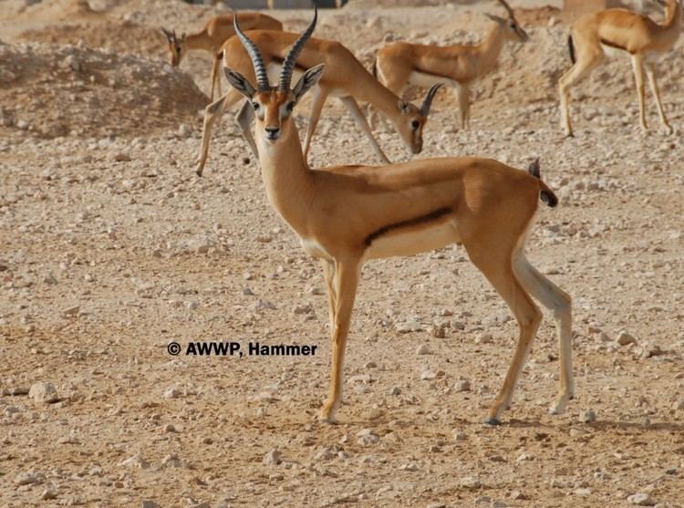 Red-fronted gazelle Al Wabra Wildlife Preservation Red Fronted Gazelle