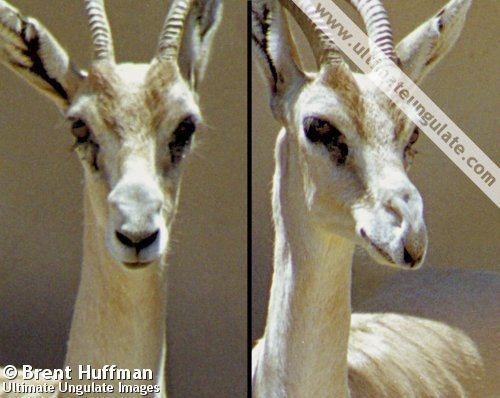 Red-fronted gazelle Redfronted gazelle Eudorcas rufifrons Quick facts