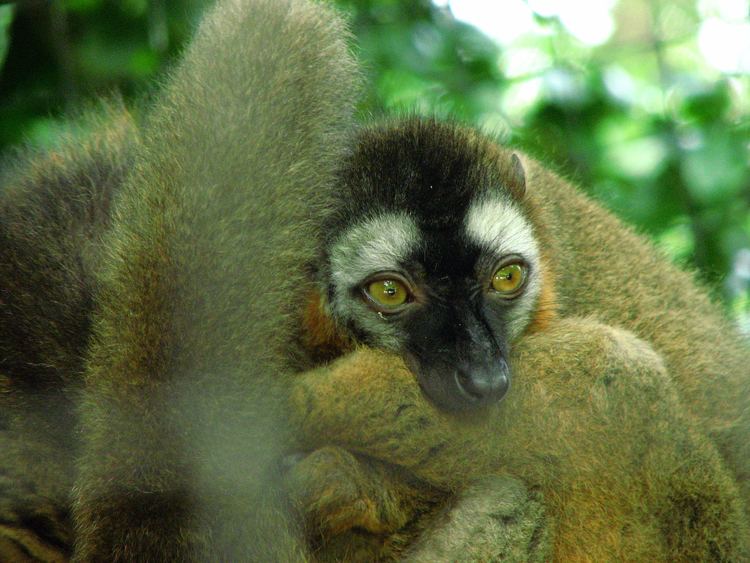 Red-fronted lemur FileRedfrontedlemurjpg Wikipedia