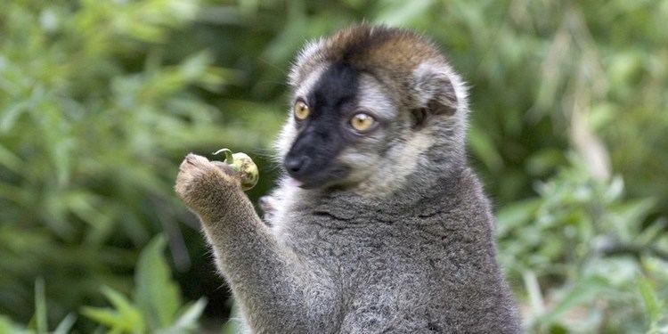 Red-fronted lemur wwwwoburnsafaricoukmedia76998PennyKnowsley