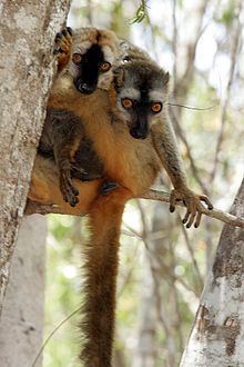 Red-fronted lemur Redfronted lemur Wikipedia