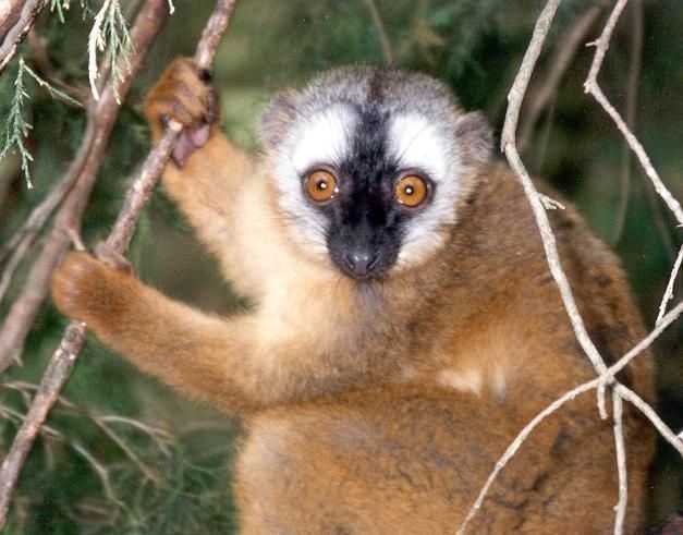 Red-fronted lemur 1000 images about Primates Old World Redfronted Brown Lemur