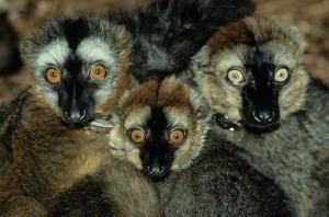 Red-fronted lemur Redfronted Lemur Duke Lemur Center