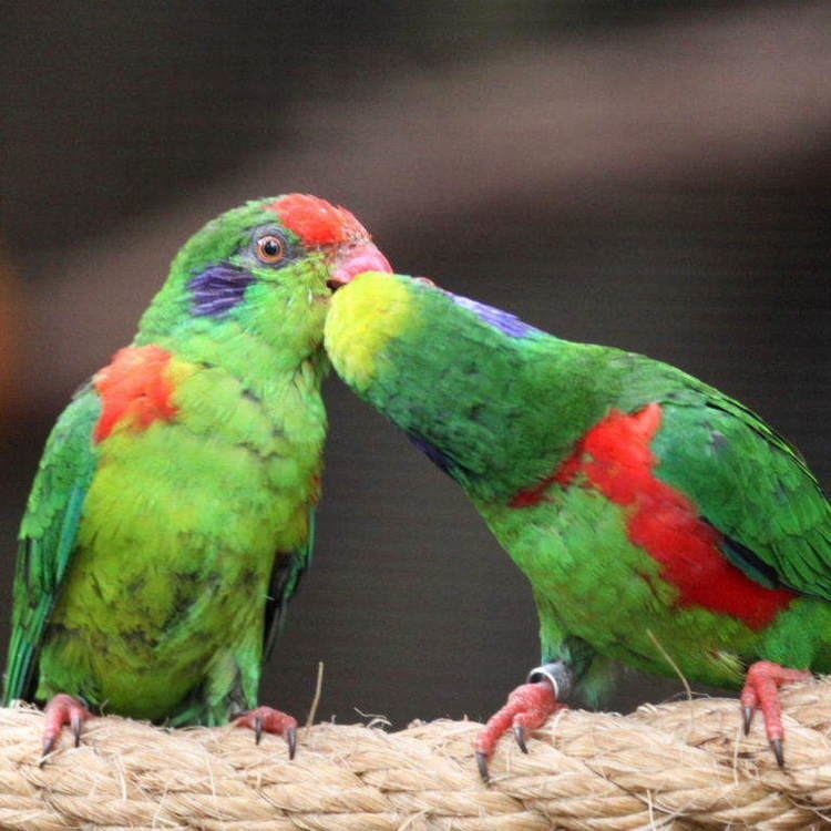 Red fronted lorikeet - Alchetron, The Free Social Encyclopedia