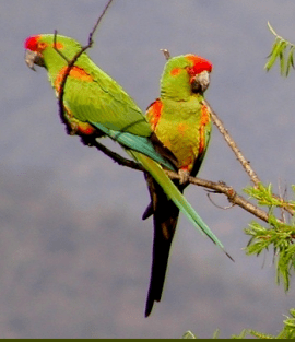 Red-fronted macaw httpswwwparrotsorgimagesencyclopedia1143s