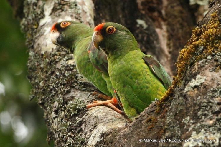 Red-fronted parrot Redfronted Parrot Poicephalus gulielmi videos photos and sound