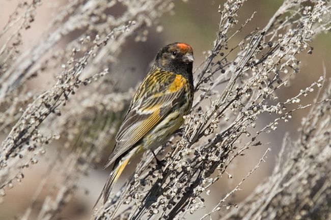 Red-fronted serin httpsbirdproductcomwpcontentuploads201104