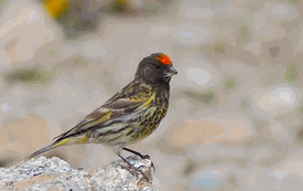 Red-fronted serin fronted Serin Serinus pusillus