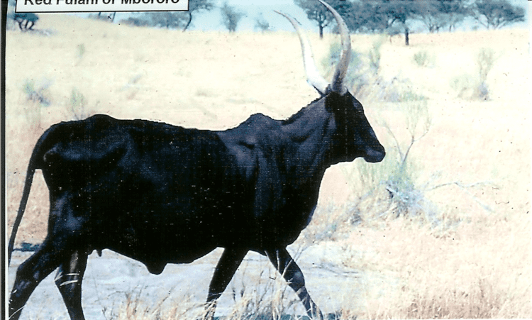 Red Fulani cattle wwwansiokstateedubreedscattleredfulaniimag