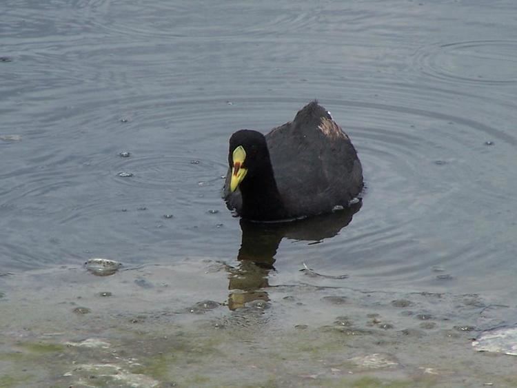 Red-gartered coot REDGARTERED COOT Fulica armillata FAUNA PARAGUAY