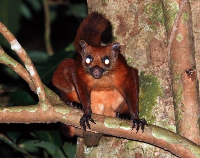 Red giant flying squirrel Zombie alert Giant Squirrel Red Giant Flying Squirrel Red giant