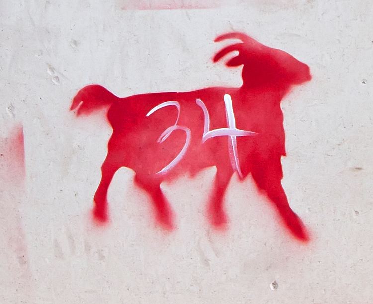 Red goats of Kingston