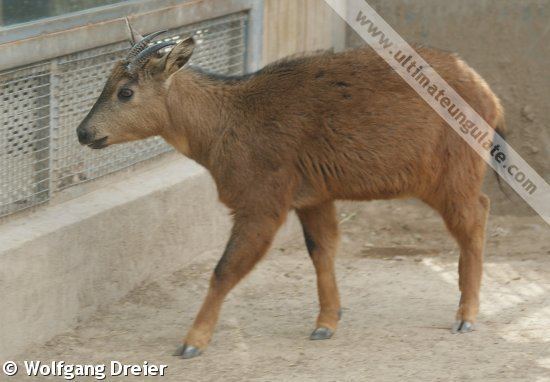 Red goral Red goral Naemorhedus baileyi Detailed information