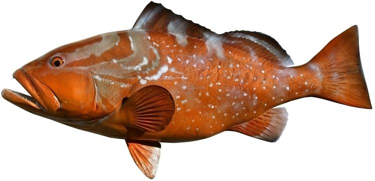 Red grouper Red Grouper Mounts by King Sailfish Mounts