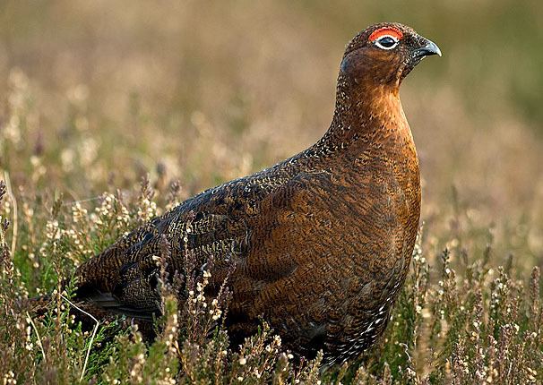 Red grouse British Red Grouse Slow Food in the UK