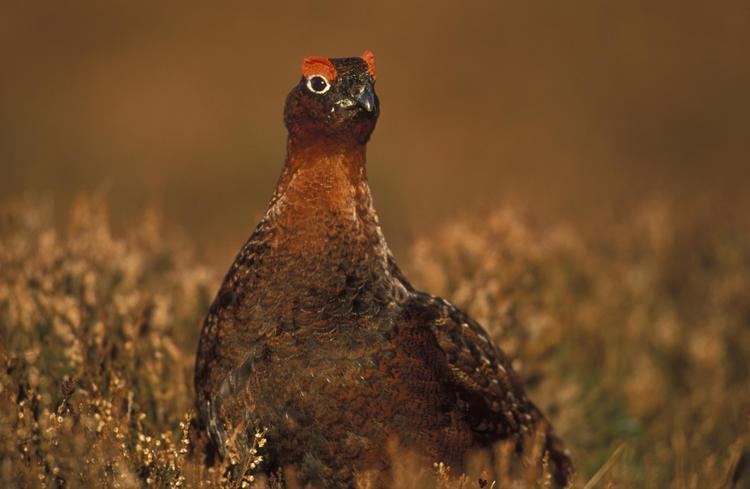 Red grouse Wild Scotland wildlife and adventure tourism Birds Inland Birds