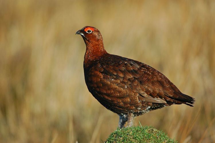 Red grouse Red Grouse in north Yorkshire Wild About Britain