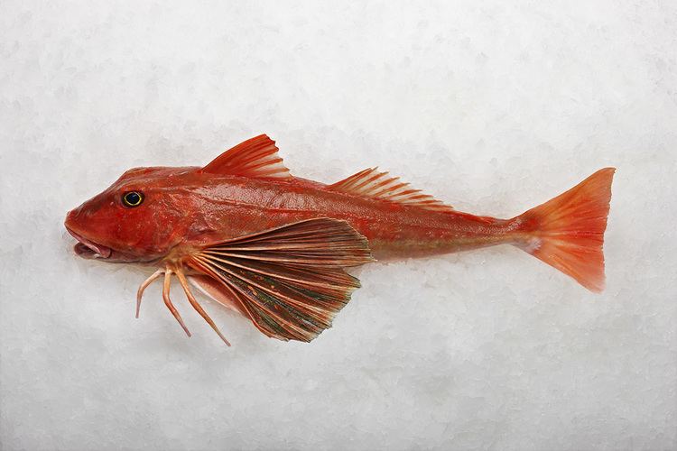 Red gurnard Lee Fish USA Gurnard