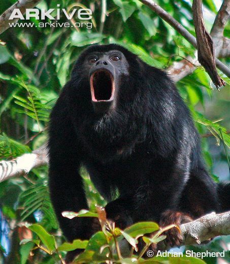 Red-handed howler Redhanded howler monkey videos photos and facts Alouatta