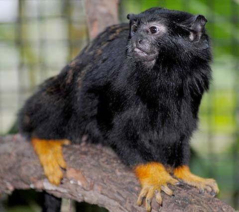 Red-handed tamarin RedHanded Tamarin The Monkey with the Golden Touch Animal