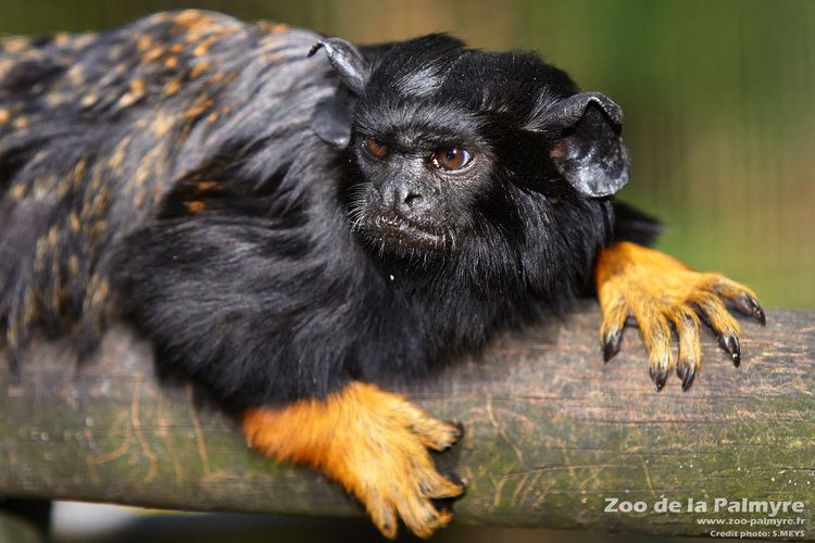 Red-handed tamarin Tamarin mains rousses Zoo de la Palmyre