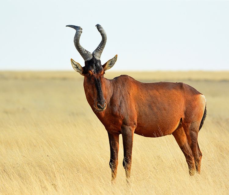 Red hartebeest red hartebeest cape hartebeest a Ault male Red Hartebee Flickr
