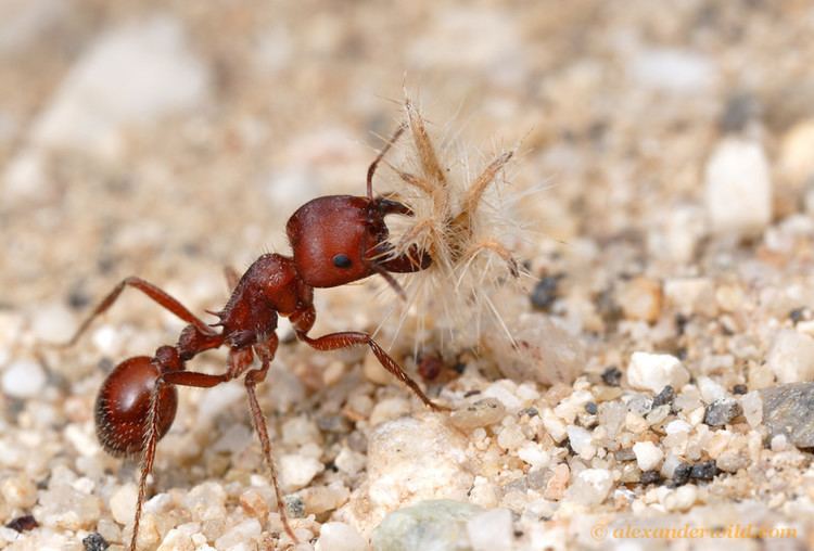 Red harvester ant Alex Wild Photography Photo Keywords red harvester ant