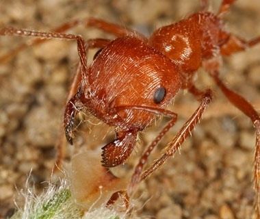 Red harvester ant Red Harvester Ant World39s Most Painful Insect Bites Travel Leisure