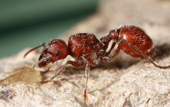 Red harvester ant Multimedia Gallery The genome of the red harvester ant was