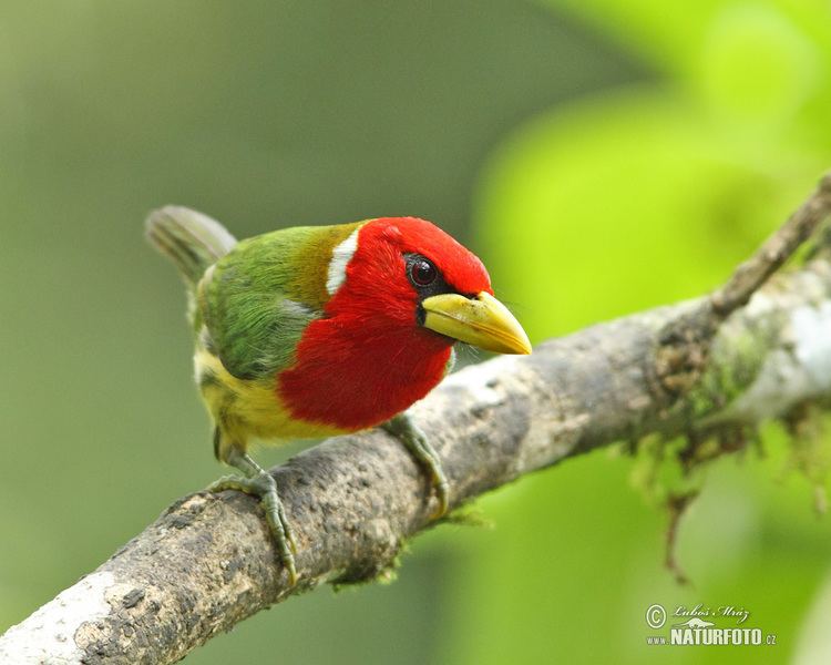 Red-headed barbet Redheaded Barbet Pictures Redheaded Barbet Images NaturePhoto