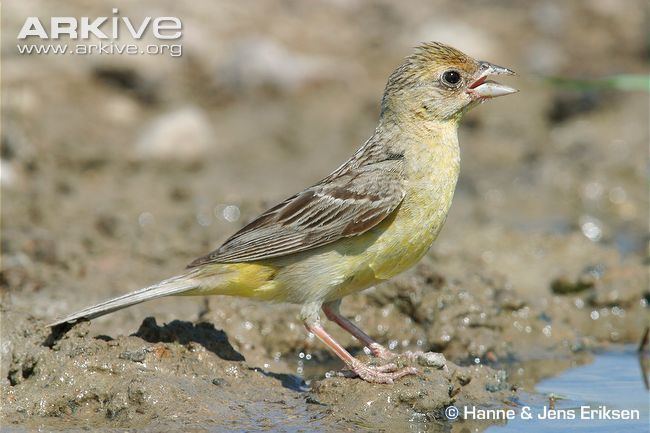 Red-headed bunting Redheaded bunting videos photos and facts Emberiza bruniceps