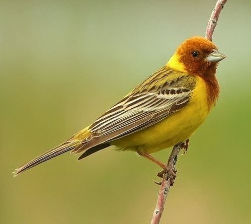 Red-headed bunting Birds of the World Redheaded bunting