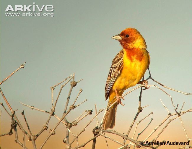 Red-headed bunting Redheaded bunting photo Emberiza bruniceps G130414 ARKive