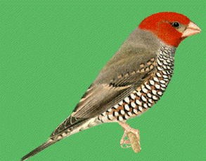 Red-headed finch Red Headed Finches